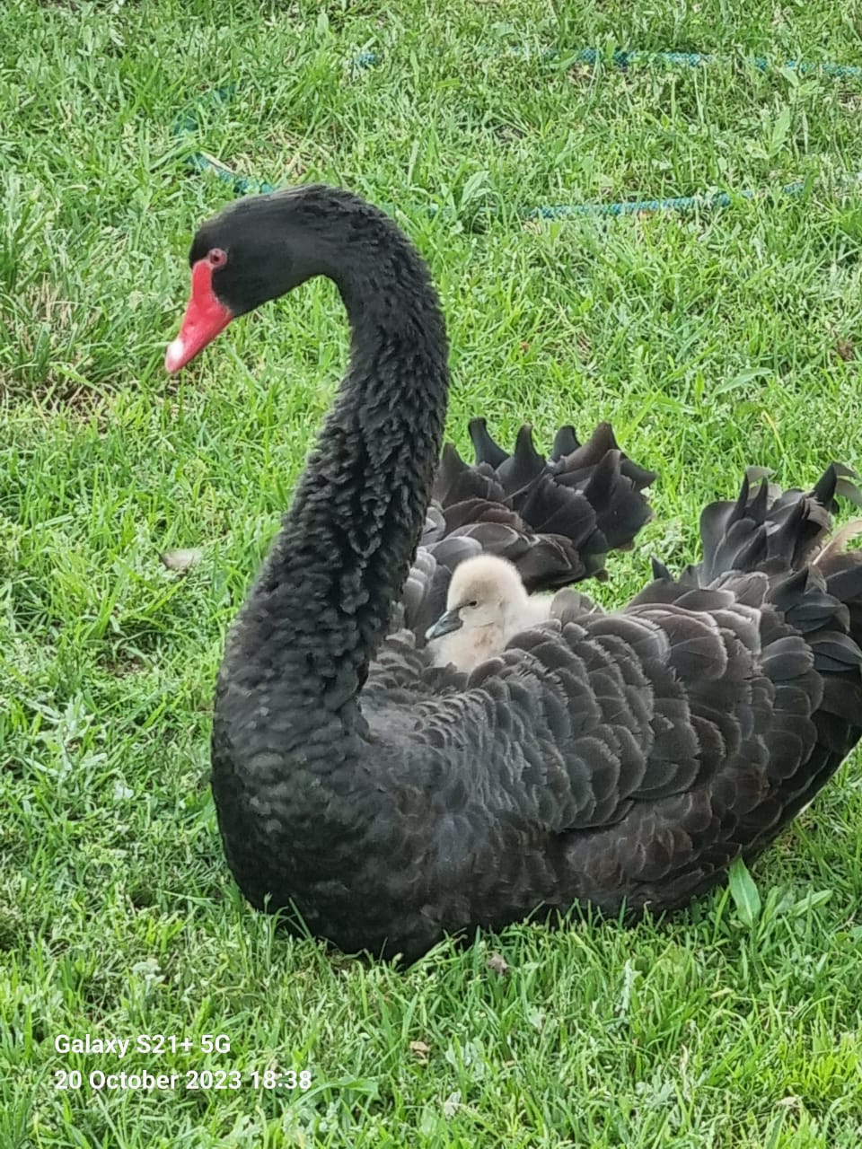 Black swan and cygnet on the smallholding.