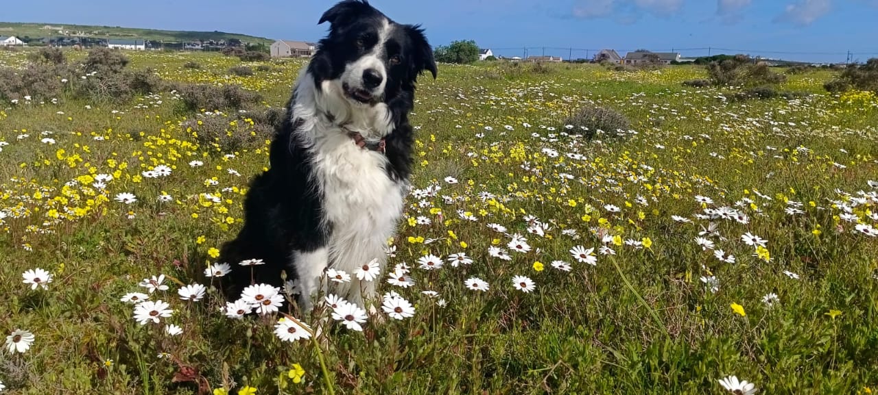 A flower-filled West Coast field.